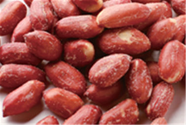 Orzechy piwne Duże czerwone słodycze Pokryte orzechami ziemnymi Kernel Różnorodny smak Certyfikat HALAL