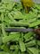 Chińskie jedzenie Zdrowie chiński zielony warzyw zamrożone Sałata dla restauracji