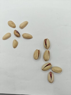 Roasted and Salt Pistachio in Shell