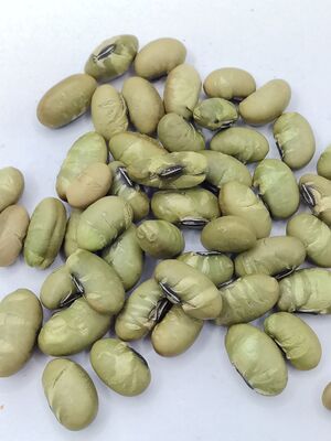 Sólone przekąski z edamame o naturalnym kolorze, chrupiącej konsystencji i czystym smaku fasoli